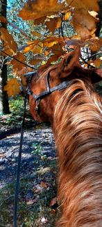 2 verzorgpaarden of grote ponies gezocht, Dieren en Toebehoren, Paarden en Pony's | Overige Paardenspullen, Ophalen