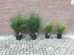 Niet woekerende bamboe met purperen stengel,  Deep Purple!!!, Tuin en Terras, Planten | Tuinplanten, Volle zon, Vaste plant, Bloeit niet
