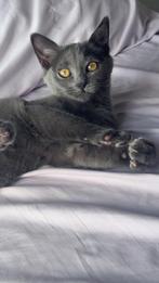 Britse Korthaar x Ragdoll kitten, Dieren en Toebehoren, Katten en Kittens | Raskatten | Korthaar, Meerdere dieren, Ontwormd, 0 tot 2 jaar