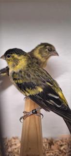 Kanarie Zaterdag 15 Nov Weer gezellige vogelmarkt in Heerde, Dieren en Toebehoren, Vogels | Kanaries