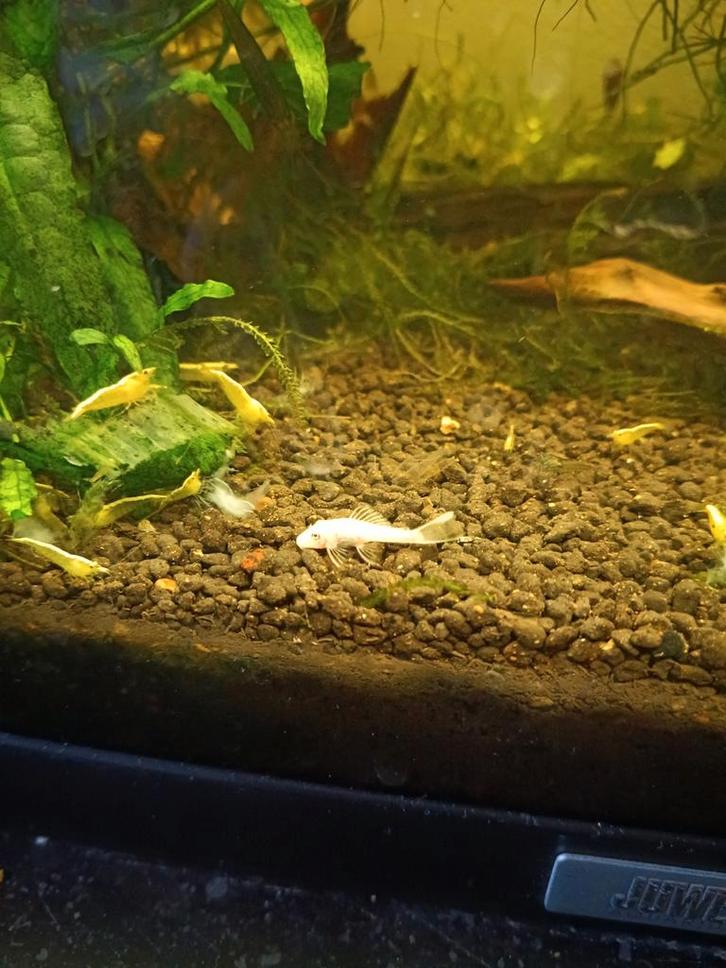 Blue eye lemon ancistrus borstelneus algeneters, Dieren en Toebehoren, Vissen | Aquariumvissen, Zoetwatervis, Vis