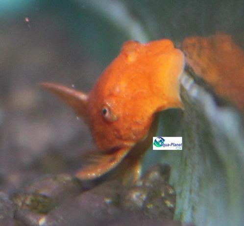 Ancistrus "Red", Dieren en Toebehoren, Vissen | Aquariumvissen, Zoetwatervis, Vis