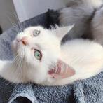 Kittens te koop Ragdoll mix Perzisch, Kater, Ontwormd, 0 tot 2 jaar