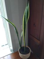Sanseveria, Huis en Inrichting, Kamerplanten, Ophalen, Halfschaduw, Minder dan 100 cm