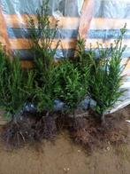 Taxus Baccata - Venijnboom, Tuin en Terras, Ophalen of Verzenden, Bloeit niet, Overige soorten, Volle zon