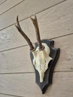 Mooi Ree Gewei Op Schild Jacht Mancave Jagen Landelijk c79, Verzamelen, Ophalen of Verzenden, Hert, Gewei of Kop