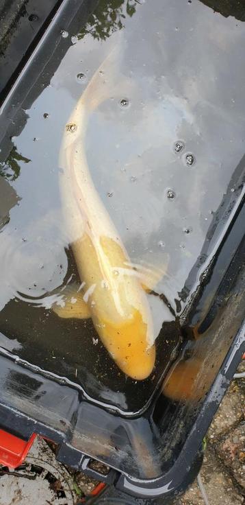 KOI  RUIM 50CM beschikbaar voor biedingen