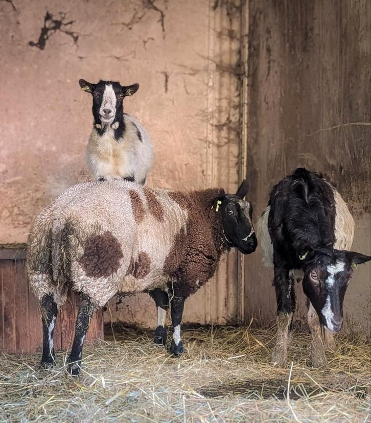 Prachtige bonte ram te koop aangeboden, Dieren en Toebehoren, Schapen, Geiten en Varkens, Schaap, Mannelijk, 0 tot 2 jaar