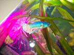Betta man, Dieren en Toebehoren, Vissen | Aquariumvissen, Vis