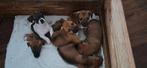 Pups jackrusseltjes, Rabiës (hondsdolheid), Jack Russell Terriër, 8 tot 15 weken, Meerdere