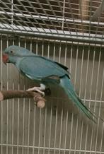 Prachtige piep jonge turquoise halsband parkiet man, Dieren en Toebehoren, Vogels | Parkieten en Papegaaien, Mannelijk, Papegaai