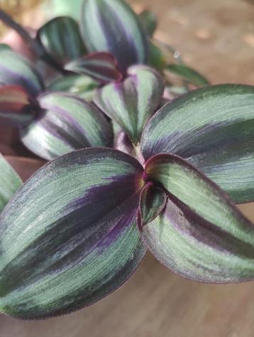 Tradescantia zebrina "Evanesce", gewortelde stekken  beschikbaar voor biedingen