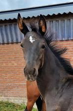 Chic hengstveulen te koop van Extreme US., Dieren en Toebehoren, Paarden, Hengst, Minder dan 160 cm, Dressuurpaard, 0 tot 2 jaar