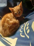 Kittens, Dieren en Toebehoren, Katten en Kittens | Overige Katten, Meerdere dieren