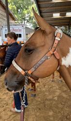Show halter light oil mare size, Dieren en Toebehoren, Ophalen of Verzenden, Gebruikt