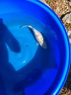 Japanse kois, Dieren en Toebehoren, Vissen | Vijvervissen, Karper of Koi