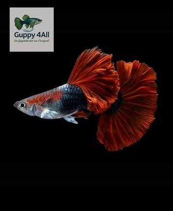  🐠🌹Halfblack Red Rose Guppen🐠🌹  beschikbaar voor biedingen