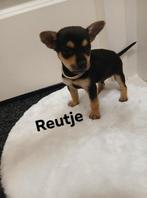 Chihuahua, Dieren en Toebehoren, Honden | Chihuahua's en Gezelschapshonden, Rabiës (hondsdolheid), 8 tot 15 weken, Meerdere, Meerdere dieren