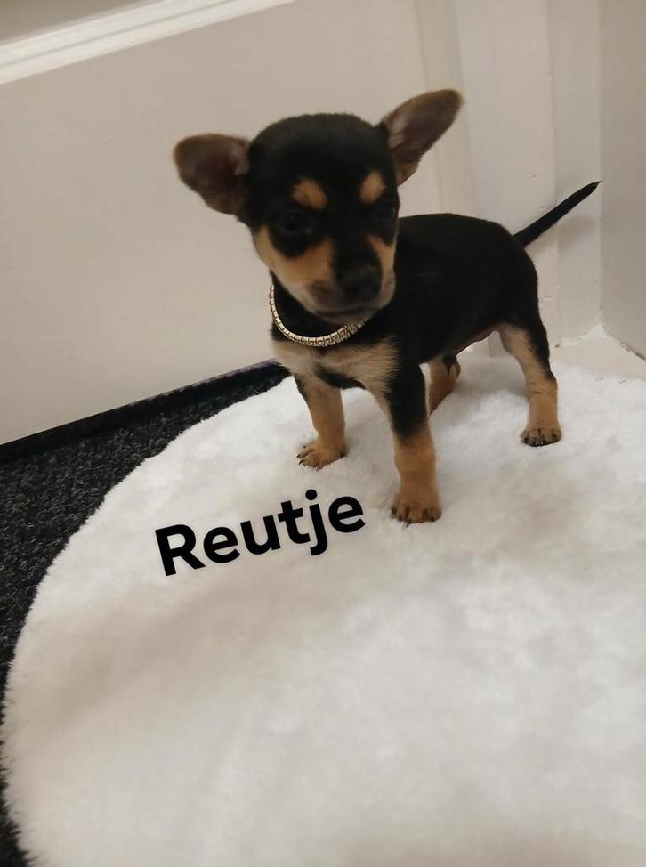 Chihuahua, Dieren en Toebehoren, Honden | Chihuahua's en Gezelschapshonden, Meerdere dieren, Chihuahua, Particulier, Meerdere