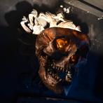 Realistische mensen schedel anatomie, Ophalen of Verzenden, Zo goed als nieuw, Schedel