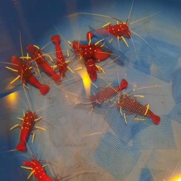 Bloedgarnaal XL (Lysmata Debelius) | Zeeaquarium Garnaal beschikbaar voor biedingen