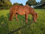 te koop lieve elegante pony, Dieren en Toebehoren, Pony's, Merrie, A pony (tot 1.17m), Recreatiepony, Gechipt