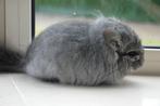 chinchilla standaard bpd RPA bokje, Dieren en Toebehoren, Chinchilla, Mannelijk, November, Tam