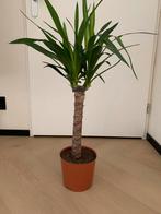 Yucca Kamerplant in Pot, In pot, Minder dan 100 cm, Yucca, Groene kamerplant