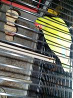 Vogel parkieten, Mannelijk, Dwergpapegaai of Agapornis