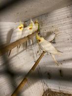 Valkparkieten, Dieren en Toebehoren, Meerdere dieren, Zangkanarie