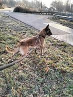 Herder teef 15 maanden, CDV (hondenziekte), 1 tot 2 jaar, Teef, Eén hond