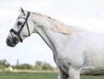 Super knappe 11 jarige ruin, Dieren en Toebehoren, Paarden, Gechipt, B, Ruin, 160 tot 165 cm