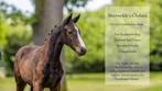Toekomstbelofte! Fantastisch Welsh rijpony merrieveulen, Dieren en Toebehoren, Pony's, Merrie, Dressuurpony, Niet van toepassing