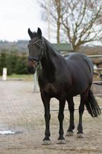 E-pony te koop (1,53m), Merrie, Recreatiepaard