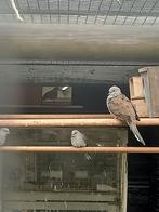 Diamanduifjes, Dieren en Toebehoren, Vogels | Overige Vogels, Meerdere dieren, Geringd