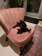 Gouden mandje gezocht voor Wilde, Dieren en Toebehoren, Katten en Kittens | Raskatten | Korthaar, Poes, Ontwormd, 3 tot 5 jaar
