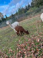 Alpaca hengst veulen, Dieren en Toebehoren, Juni, Mannelijk