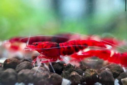 Red Ruby Extreme garnalen | Caridina shrimps, Dieren en Toebehoren, Vissen | Aquariumvissen, Kreeft, Krab of Garnaal