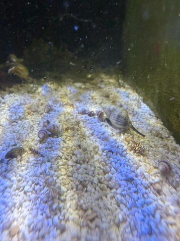 Nassarius vibex slak zeeaquarium beschikbaar voor biedingen