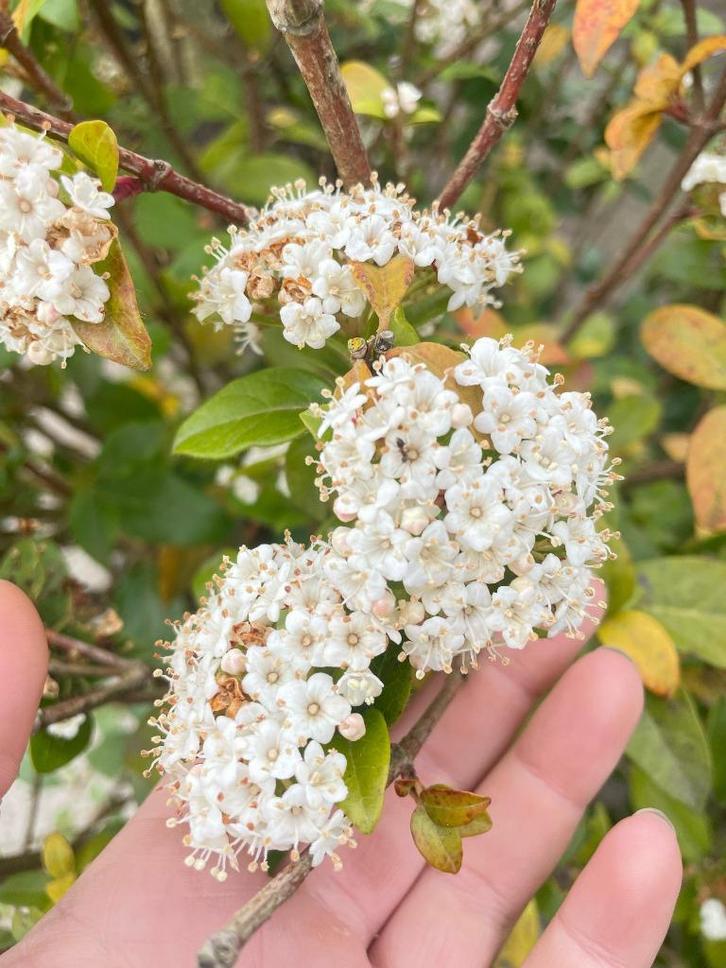Viburnum tinus (Groenblijvende sneeuwbal / lauriersneeuwbal), Tuin en Terras, Planten | Tuinplanten, Overige soorten, Halfschaduw