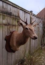 Mooi opgezette edelhert kop, opgezet hert gewei, Verzamelen, Dierenverzamelingen, Ophalen, Hert, Gewei of Kop