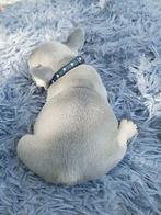 prachtige jongen Franse Bulldog puppy, Dieren en Toebehoren, Honden | Niet-rashonden, Particulier, Meerdere, Klein, 8 tot 15 weken