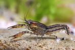 Cambarellus shufeldtii - Koidream Valburg, Dieren en Toebehoren, Vissen | Aquariumvissen, Vis, Zoetwatervis