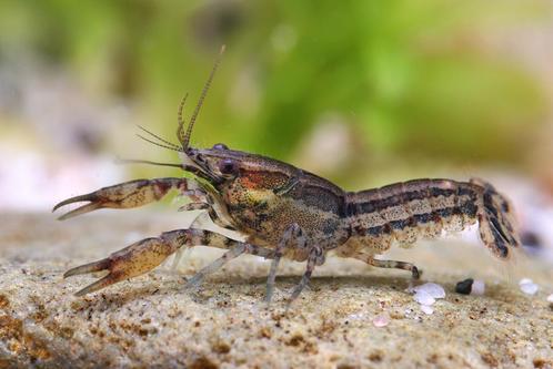 Cambarellus shufeldtii - Koidream Valburg, Dieren en Toebehoren, Vissen | Aquariumvissen, Zoetwatervis, Vis