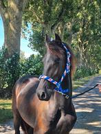 Brave jaarling Friese hengst en merrie en kwpn merrie, Dieren en Toebehoren, Paarden, Merrie, Dressuurpaard, 0 tot 2 jaar