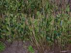 liguster planten, Ophalen, Liguster, Haag, Minder dan 100 cm