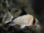 Corydora Metae - Pantsermeerval -  Koidream Valburg, Dieren en Toebehoren, Vissen | Aquariumvissen, Vis, Zoetwatervis, Schoolvis
