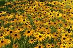 Bio zaden Gele zonnehoed -Rudbeckia fulgida 'Goldsturm', Verzenden, Voorjaar, Volle zon, Zaad