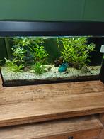Aquarium, goed draaiende gevuld, 80cm breed, Dieren en Toebehoren, Vissen | Aquaria en Toebehoren, Ophalen, Zo goed als nieuw