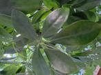 Schefflera (Umbrella Plant) en Emerald Palm, Ophalen, Halfschaduw